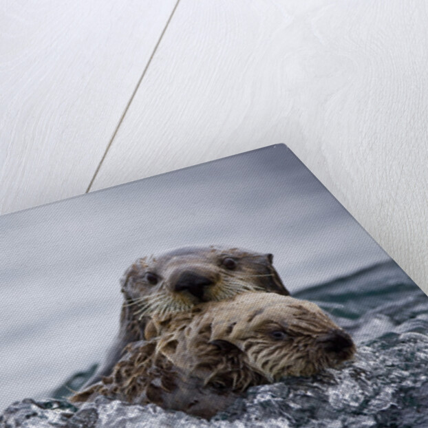 Sea Otter With Pup in Kukak Bay by Anonymous