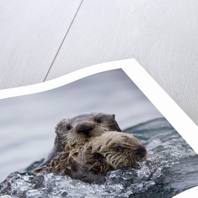 Sea Otter With Pup in Kukak Bay by Anonymous