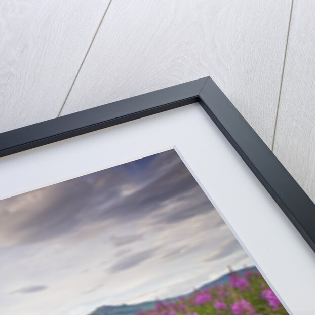 Fireweed in Meadow at Hallo Bay in Katmai National Park by Anonymous