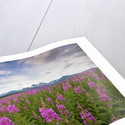 Fireweed in Meadow at Hallo Bay in Katmai National Park by Anonymous