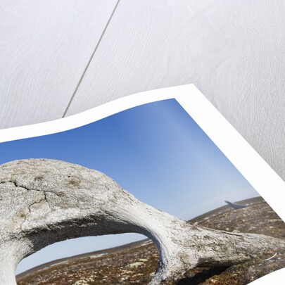 Whale Vertebrae on Tundra in Tusenoyane Archipelago by Anonymous