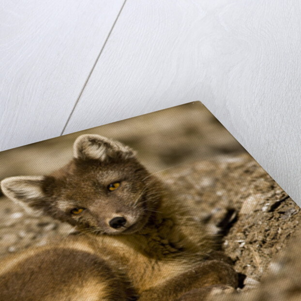 Arctic Fox Resting on Edgeoya Island by Anonymous