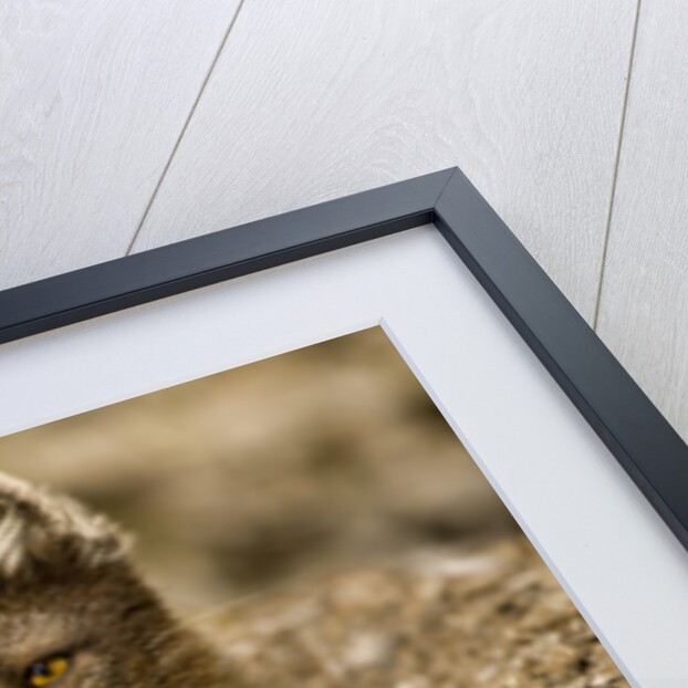 Arctic Fox Resting on Edgeoya Island by Anonymous