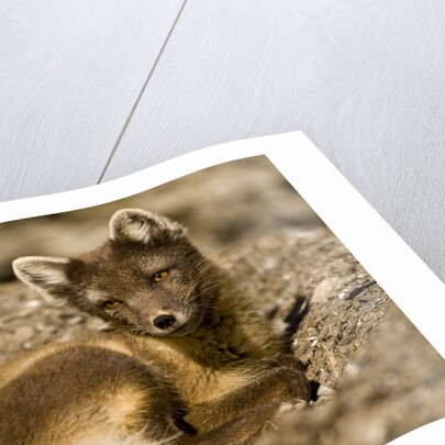 Arctic Fox Resting on Edgeoya Island by Anonymous