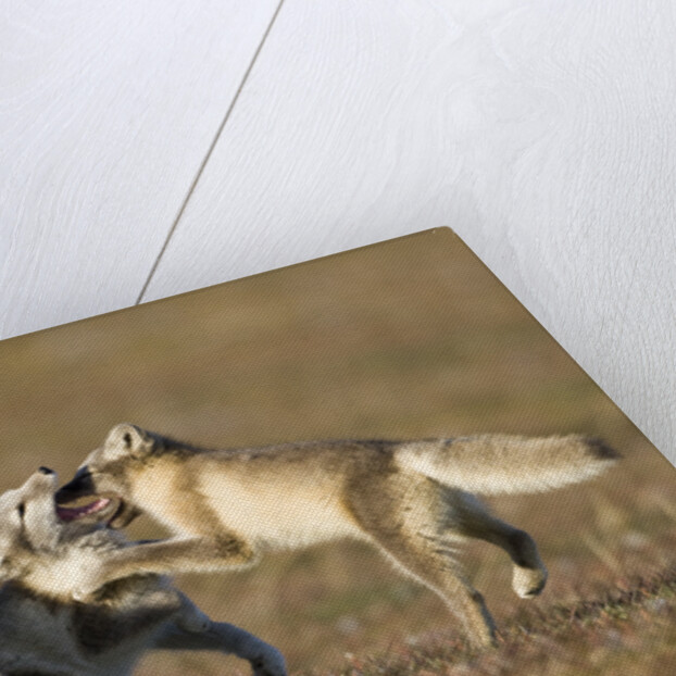 Arctic Fox Kits Playing on Tundra on Edgeoya Island by Anonymous