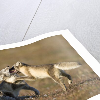 Arctic Fox Kits Playing on Tundra on Edgeoya Island by Anonymous