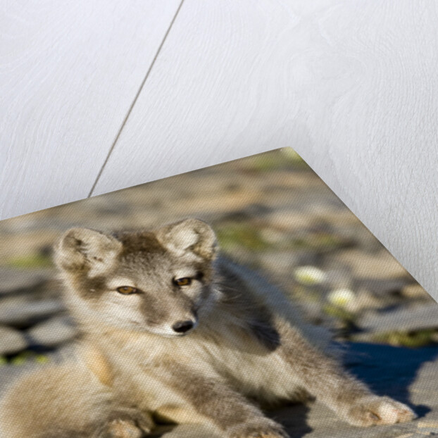 Arctic Fox Kit on Rocky Hillside on Edgeoya Island by Anonymous