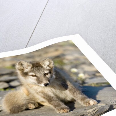 Arctic Fox Kit on Rocky Hillside on Edgeoya Island by Anonymous