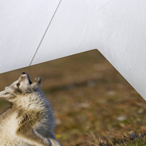 Arctic Fox Kit Playing on Tundra on Edgeoya Island by Anonymous