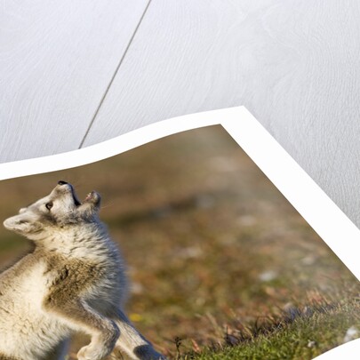 Arctic Fox Kit Playing on Tundra on Edgeoya Island by Anonymous