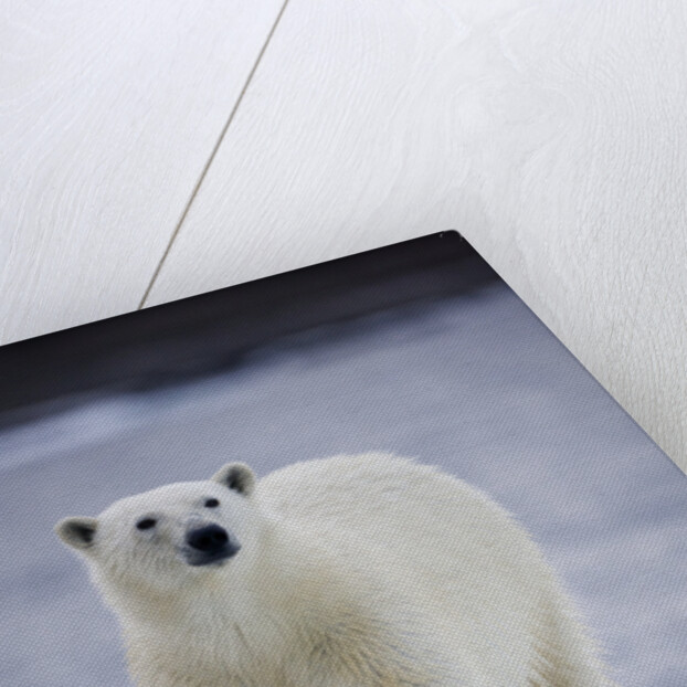 Polar Bear on Iceberg at Svalbard on Summer Evening by Anonymous