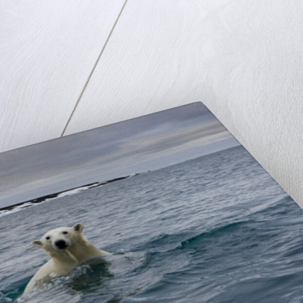 Swimming Polar Bear at Half Moon Island in Svalbard by Anonymous