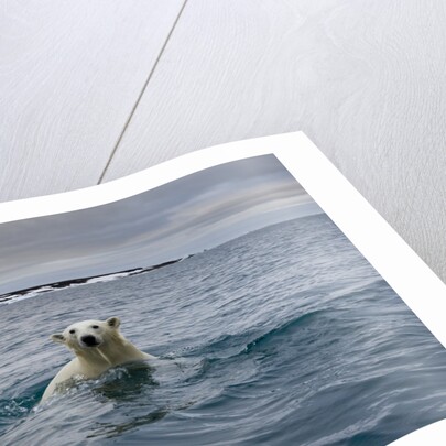 Swimming Polar Bear at Half Moon Island in Svalbard by Anonymous