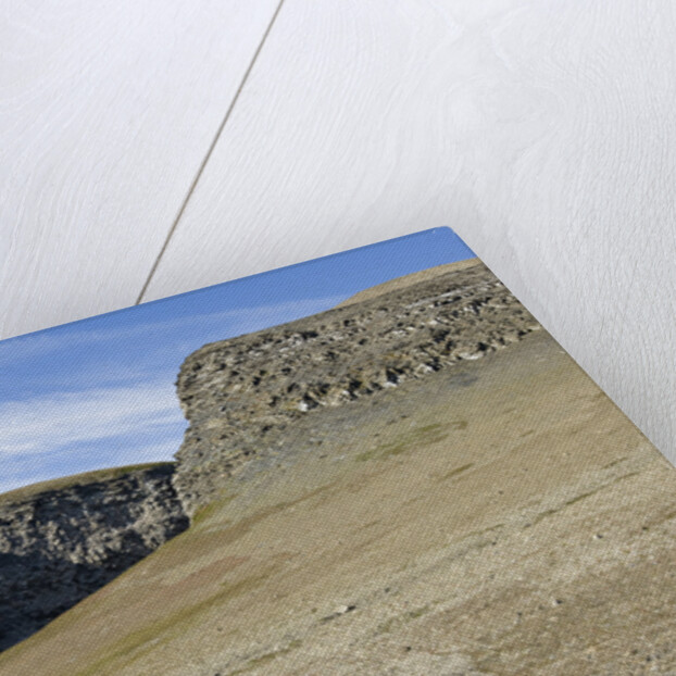 Reindeer Grazing on Tundra on Edgeoya Island by Anonymous