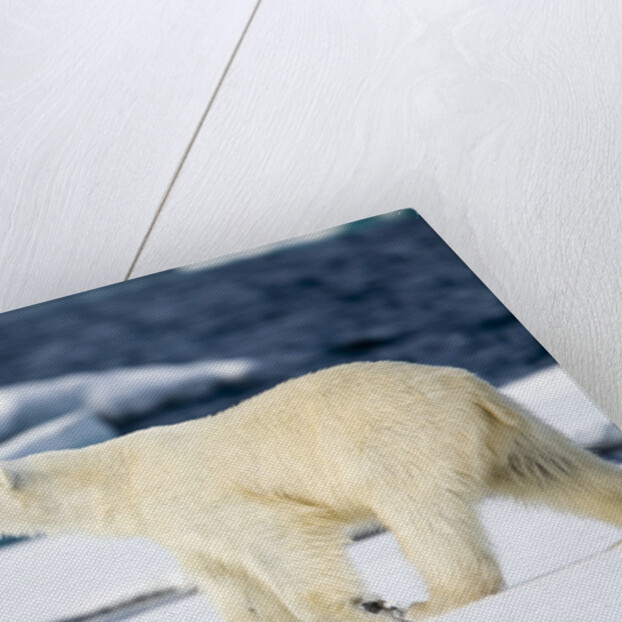 Polar Bear on Snow Covered Iceberg at Spitsbergen by Anonymous