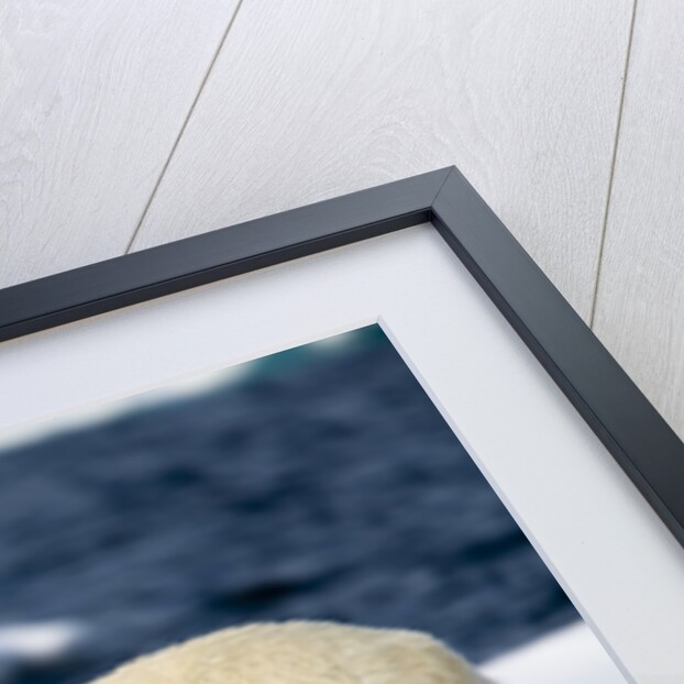 Polar Bear on Snow Covered Iceberg at Spitsbergen by Anonymous
