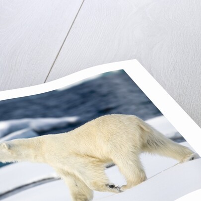 Polar Bear on Snow Covered Iceberg at Spitsbergen by Anonymous