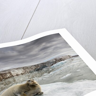 Bearded Seal on Iceberg in the Svalbard Islands by Anonymous