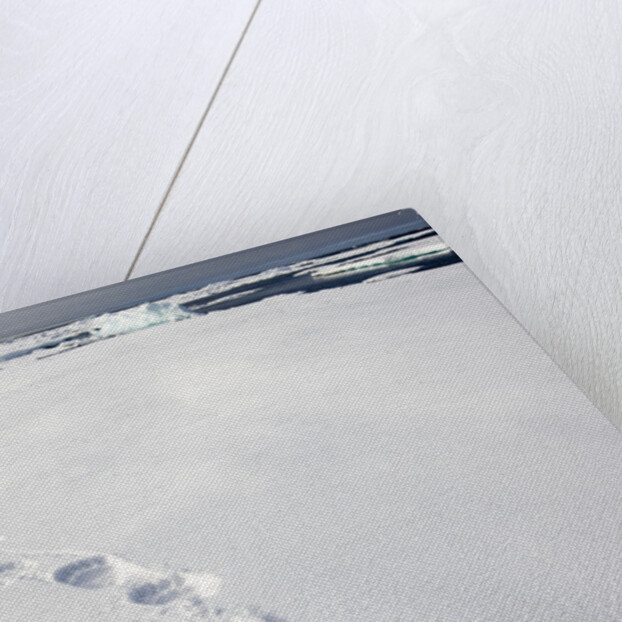 Polar Bear Tracks in Fresh Snow at Spitsbergen Island by Anonymous