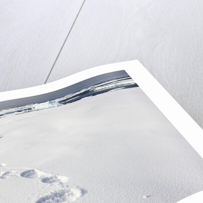 Polar Bear Tracks in Fresh Snow at Spitsbergen Island by Anonymous