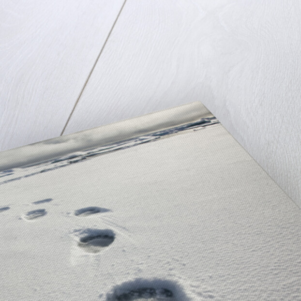 Polar Bear Tracks in Fresh Snow at Spitsbergen Island by Anonymous