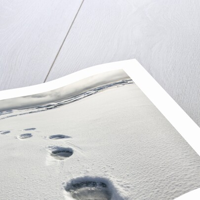 Polar Bear Tracks in Fresh Snow at Spitsbergen Island by Anonymous