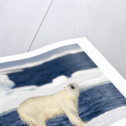 Wet Polar Bear on Pack Ice in the Svalbard Islands by Anonymous