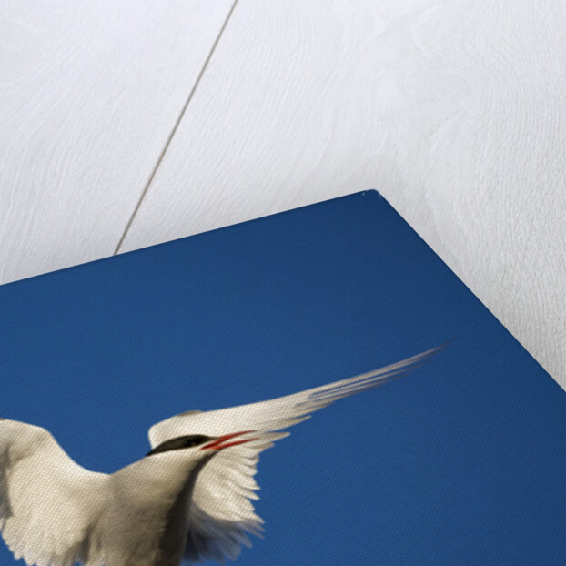 Arctic Tern in Flight by Anonymous