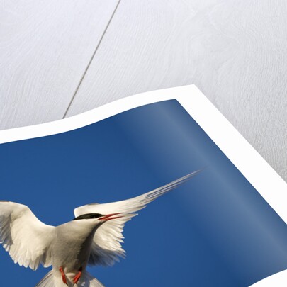 Arctic Tern in Flight by Anonymous
