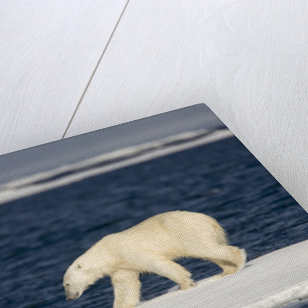 Polar Bear on Melting Pack Ice at Spitsbergen by Anonymous