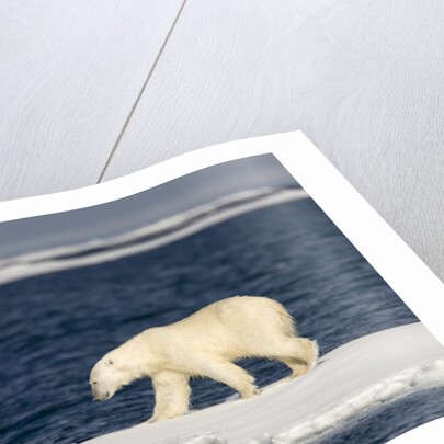 Polar Bear on Melting Pack Ice at Spitsbergen by Anonymous
