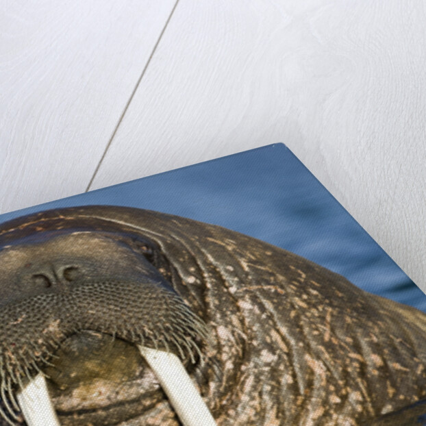 Walrus Swimming Near Tiholmane Island by Anonymous