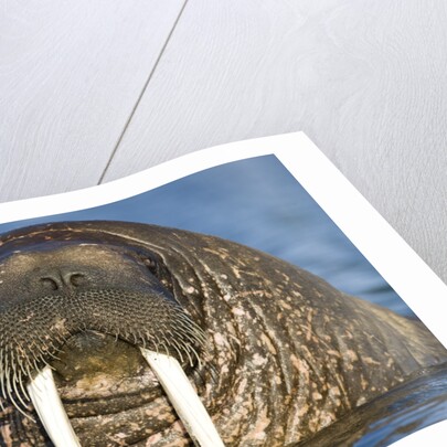 Walrus Swimming Near Tiholmane Island by Anonymous
