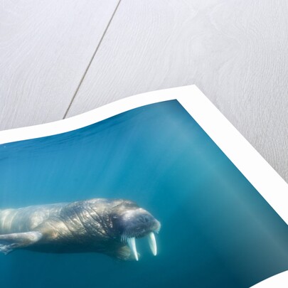Walrus Swimming Underwater Near Tiholmane Island by Anonymous