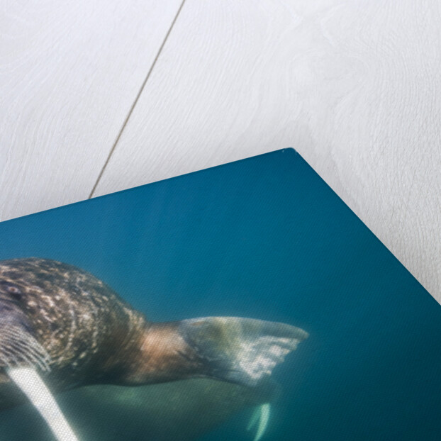 Walrus Swimming Underwater Near Tiholmane Island by Anonymous