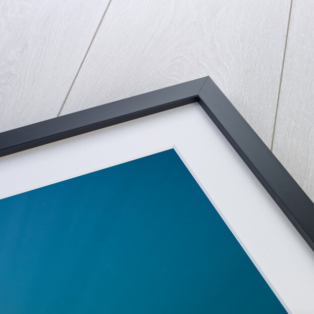 Walrus Swimming Underwater Near Tiholmane Island by Anonymous
