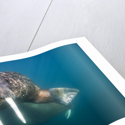 Walrus Swimming Underwater Near Tiholmane Island by Anonymous