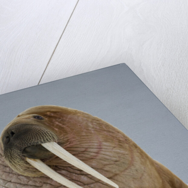 Walrus Resting on Iceberg in Bjornbukta Bay by Anonymous