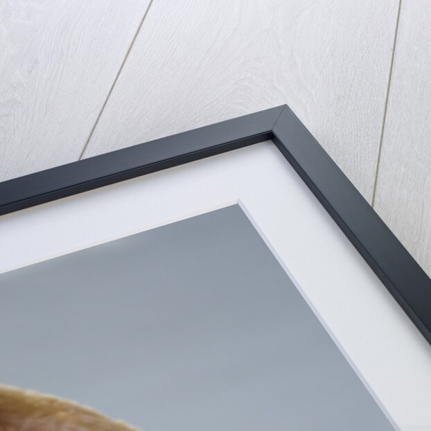 Walrus Resting on Iceberg in Bjornbukta Bay by Anonymous
