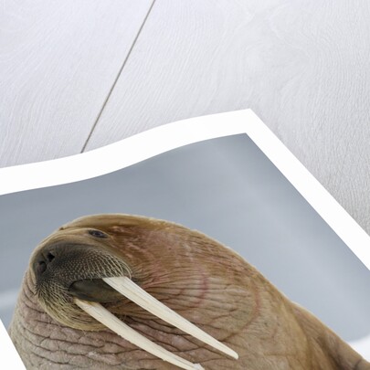 Walrus Resting on Iceberg in Bjornbukta Bay by Anonymous