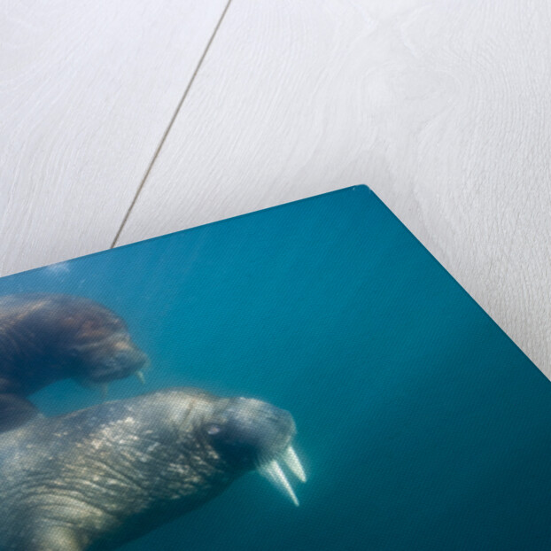 Walrus Swimming Underwater Near Tiholmane Island by Anonymous