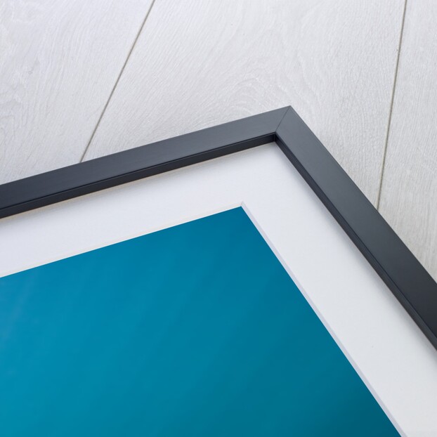 Walrus Swimming Underwater Near Tiholmane Island by Anonymous