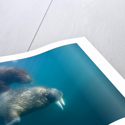 Walrus Swimming Underwater Near Tiholmane Island by Anonymous