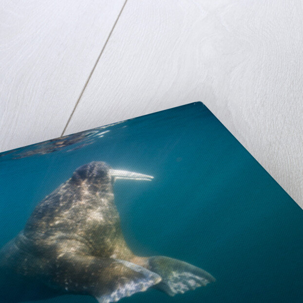 Walrus Swimming Underwater Near Tiholmane Island by Anonymous