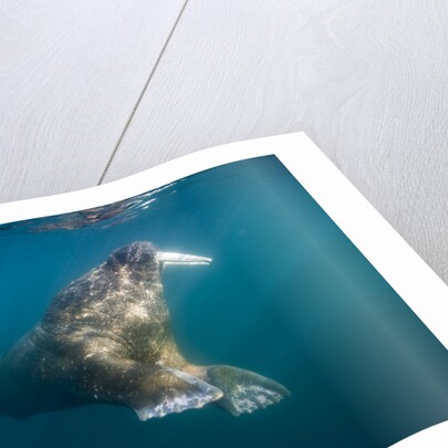 Walrus Swimming Underwater Near Tiholmane Island by Anonymous