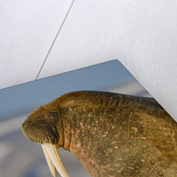 Walrus on Iceberg Near Kapp Lee in Midnight Sun by Anonymous