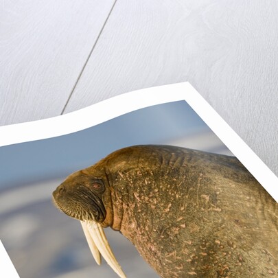 Walrus on Iceberg Near Kapp Lee in Midnight Sun by Anonymous