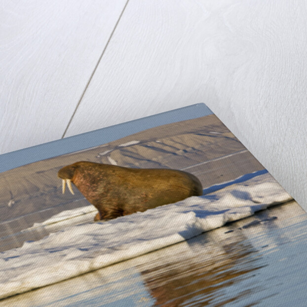 Walrus on Iceberg Near Kapp Lee in Midnight Sun by Anonymous