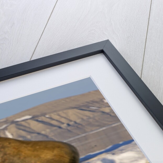 Walrus on Iceberg Near Kapp Lee in Midnight Sun by Anonymous