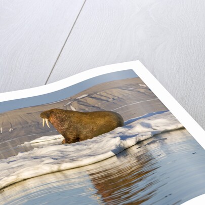 Walrus on Iceberg Near Kapp Lee in Midnight Sun by Anonymous